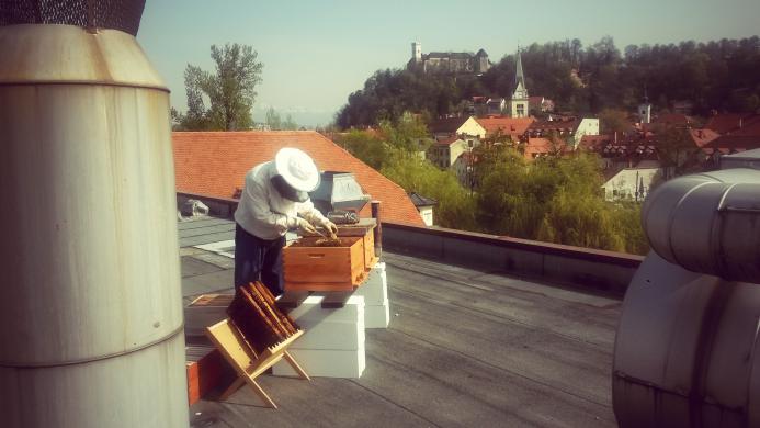 Streha Urbanističnega inštituta RS; foto: Luka Mladenovič, 2016